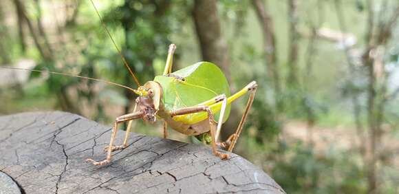 Sivun Ozphyllum kuva