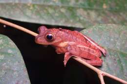 Imagem de Rhacophorus pardalis Günther 1858