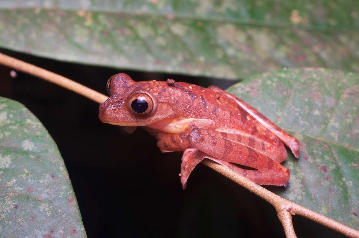 Image of Harlequin Tree Frog