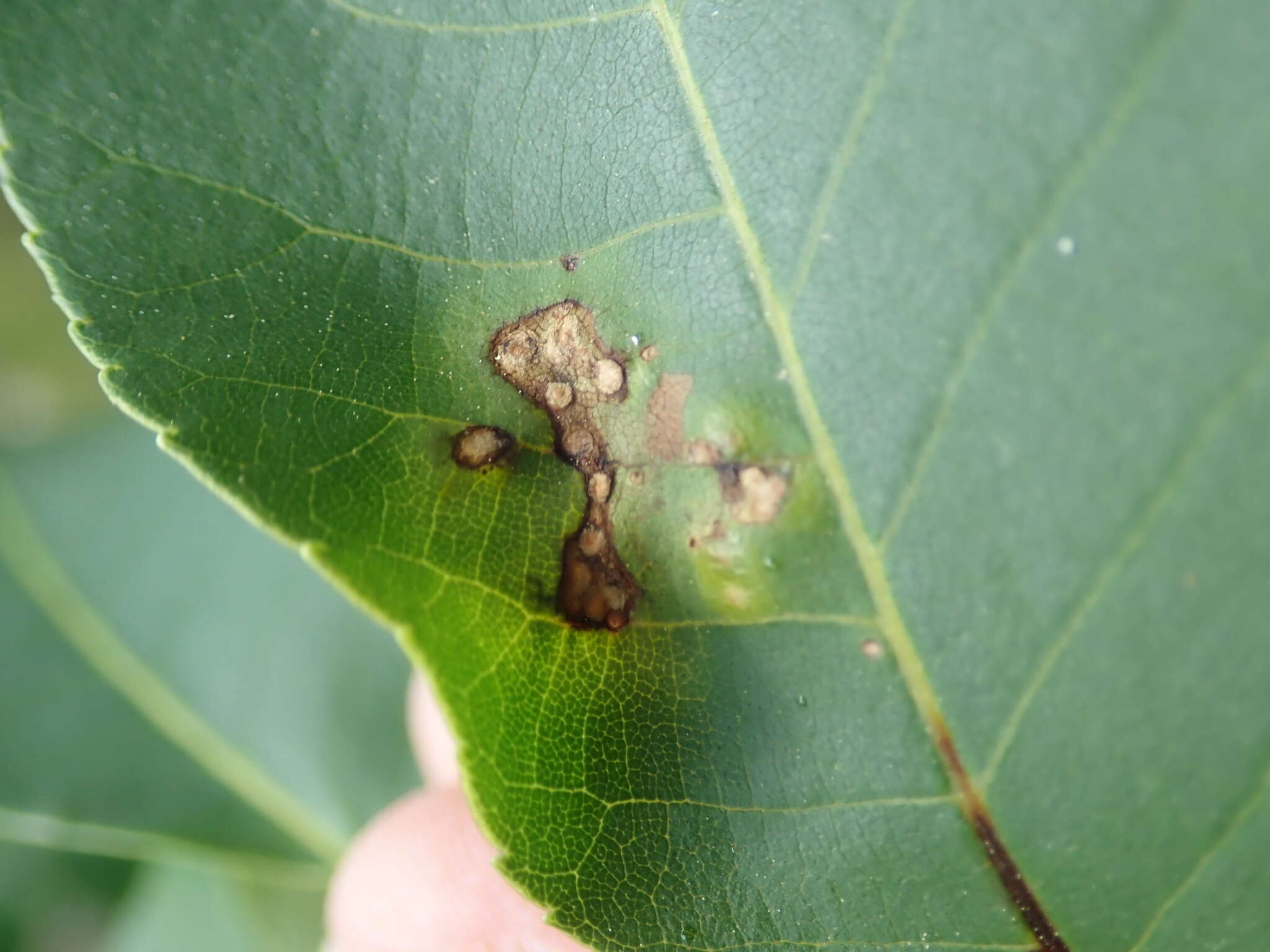 Image of Caryomyia striolata Gagne 2008