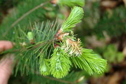 Image of Sudden oak death