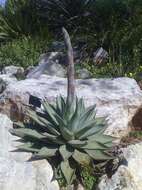 Agave margaritae Brandegee resmi