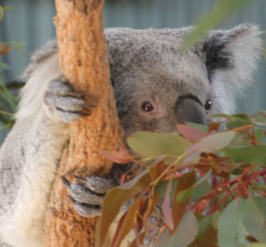 Image of koalas