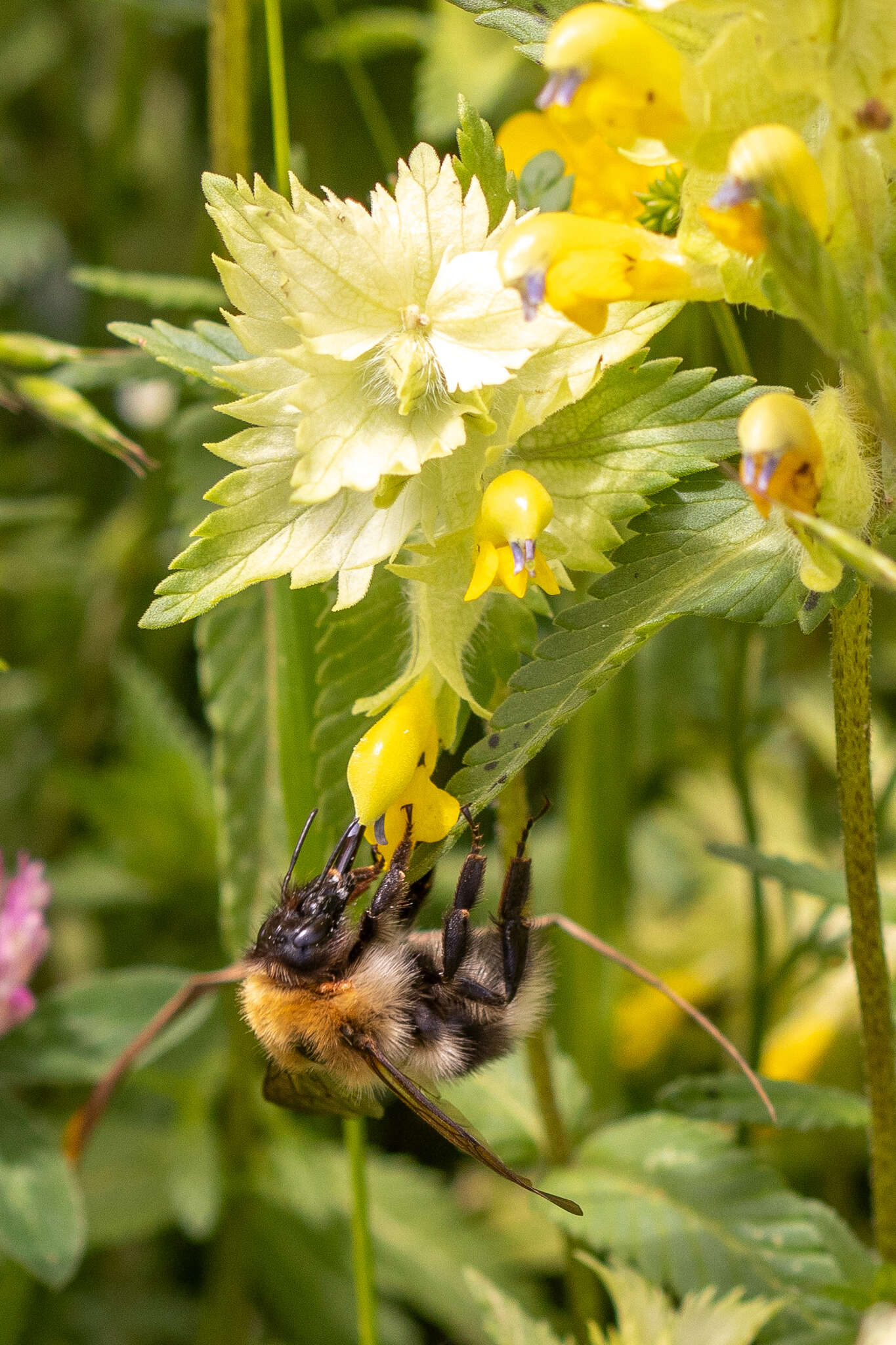 Image of Bombus gerstaeckeri Morawitz 1881