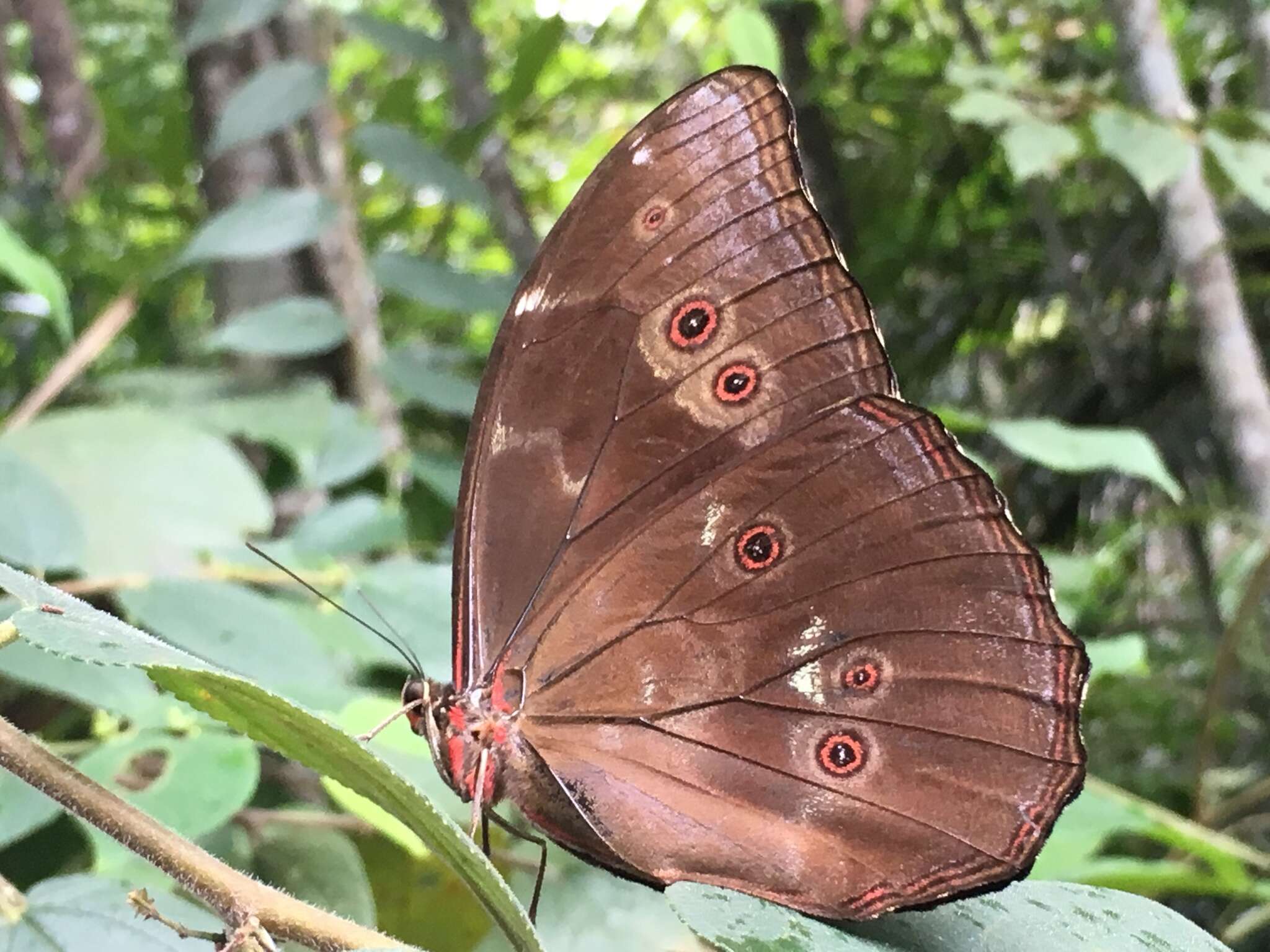 Sivun Morpho menelaus Linnaeus 1758 kuva