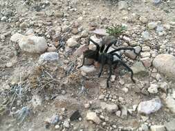 Image of Aphonopelma gabeli Smith 1995