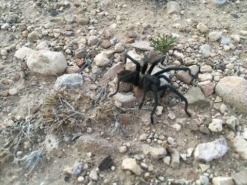 Image of Aphonopelma gabeli Smith 1995