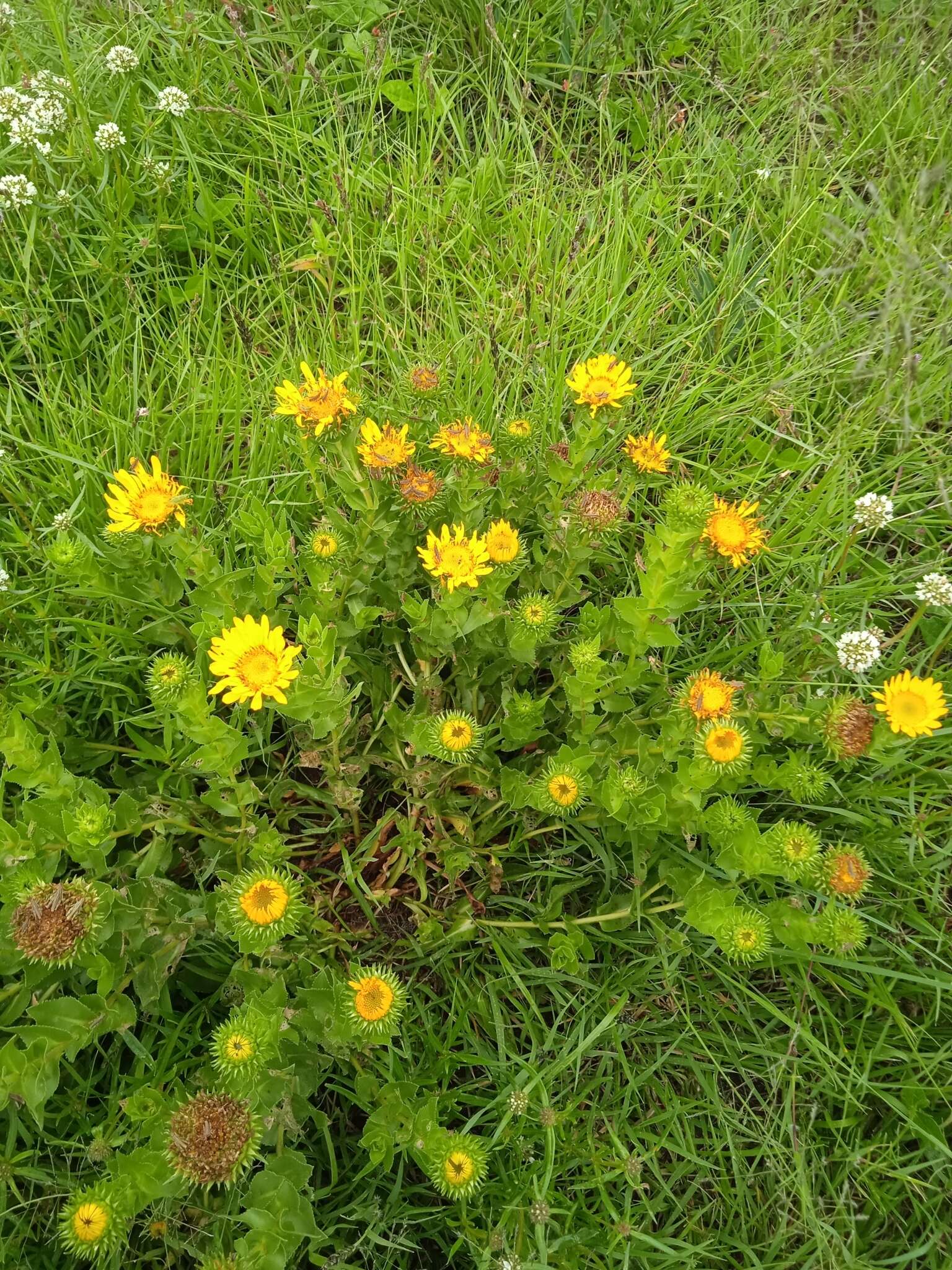 Image of Grindelia inuloides Willd.