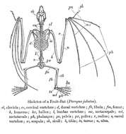 Acerodon Jourdan 1837 resmi