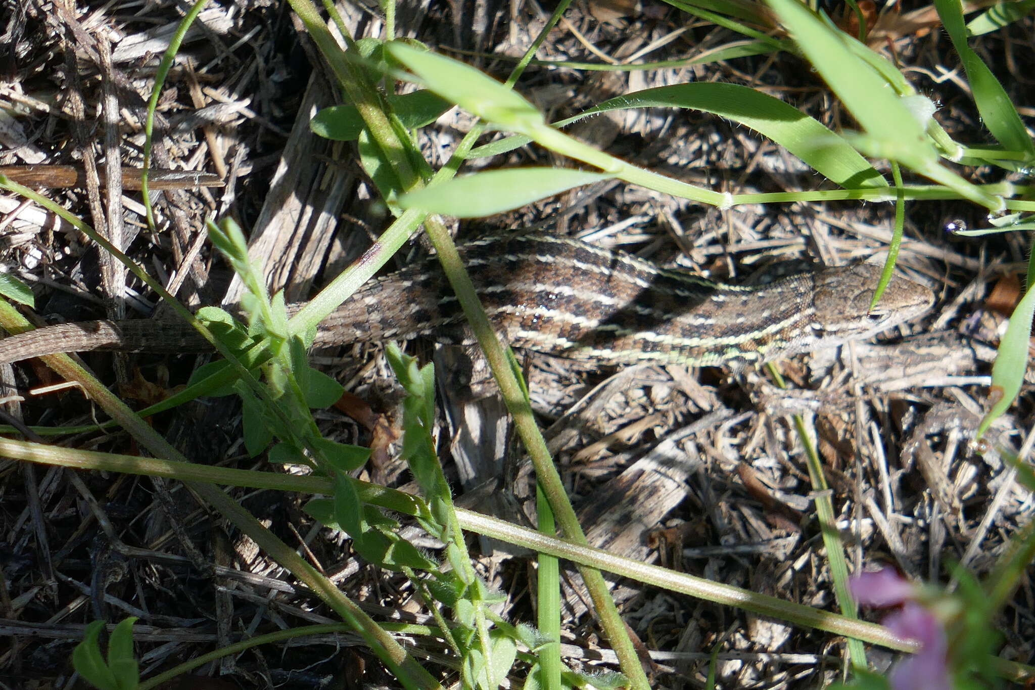 Image of Psammodromus occidentalis Fitze, Gonzalez-jimena, San-jose, San Mauro & Zardoya 2012