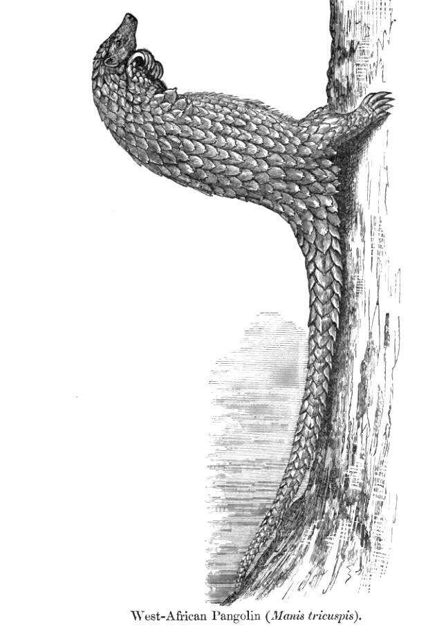 Image of tree pangolin
