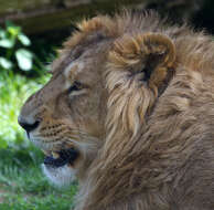 Image of Asiatic Lion