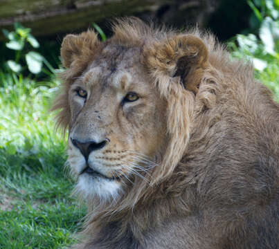 Image of Asiatic Lion