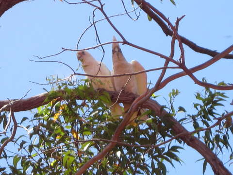 Image of Cacatua pastinator pastinator (Gould 1841)