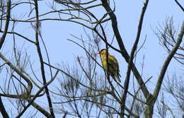 Image of Black-naped Oriole