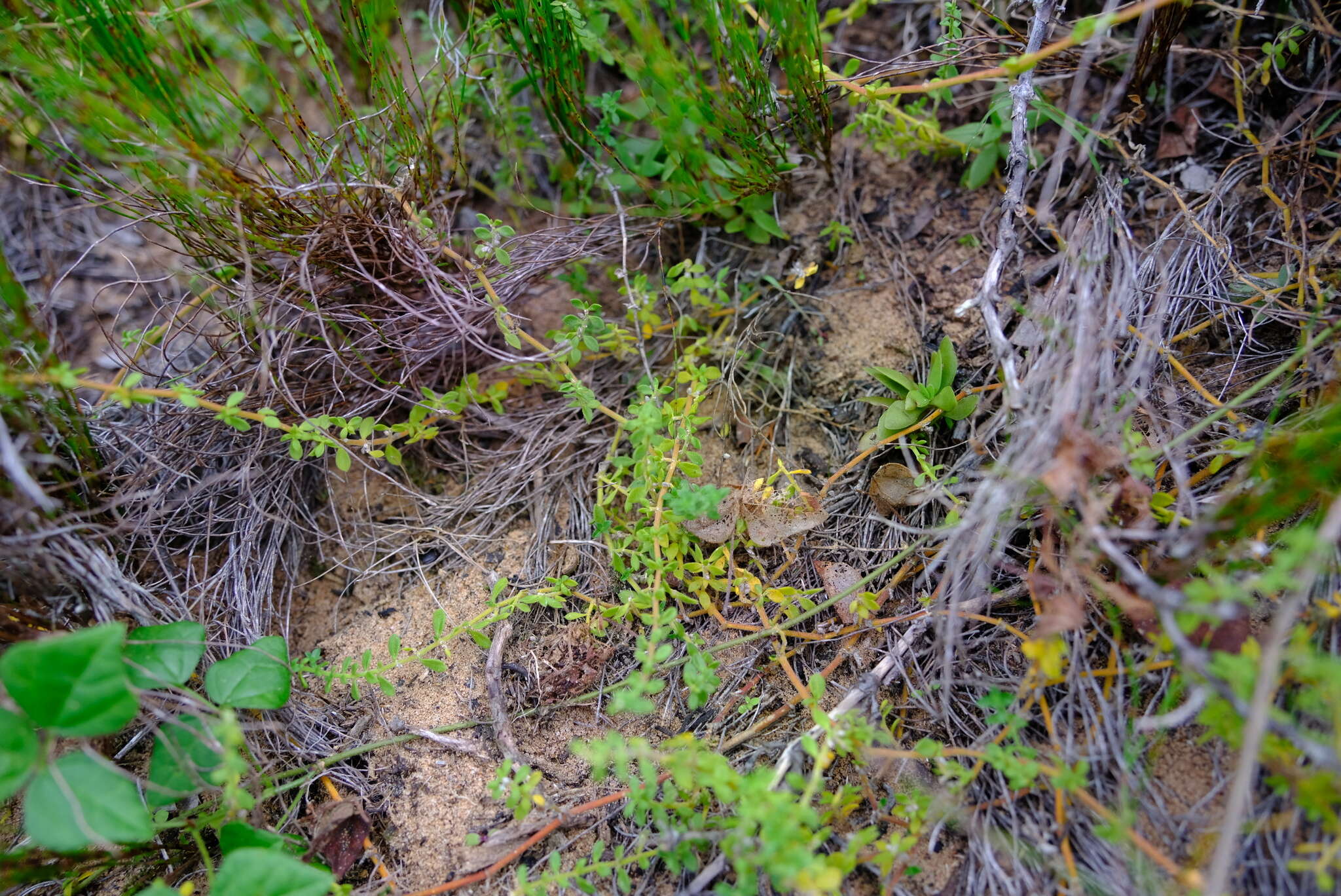 Слика од Herniaria capensis (Haw.) Steud.