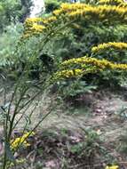 Image of Goldenrod Bunch Gall