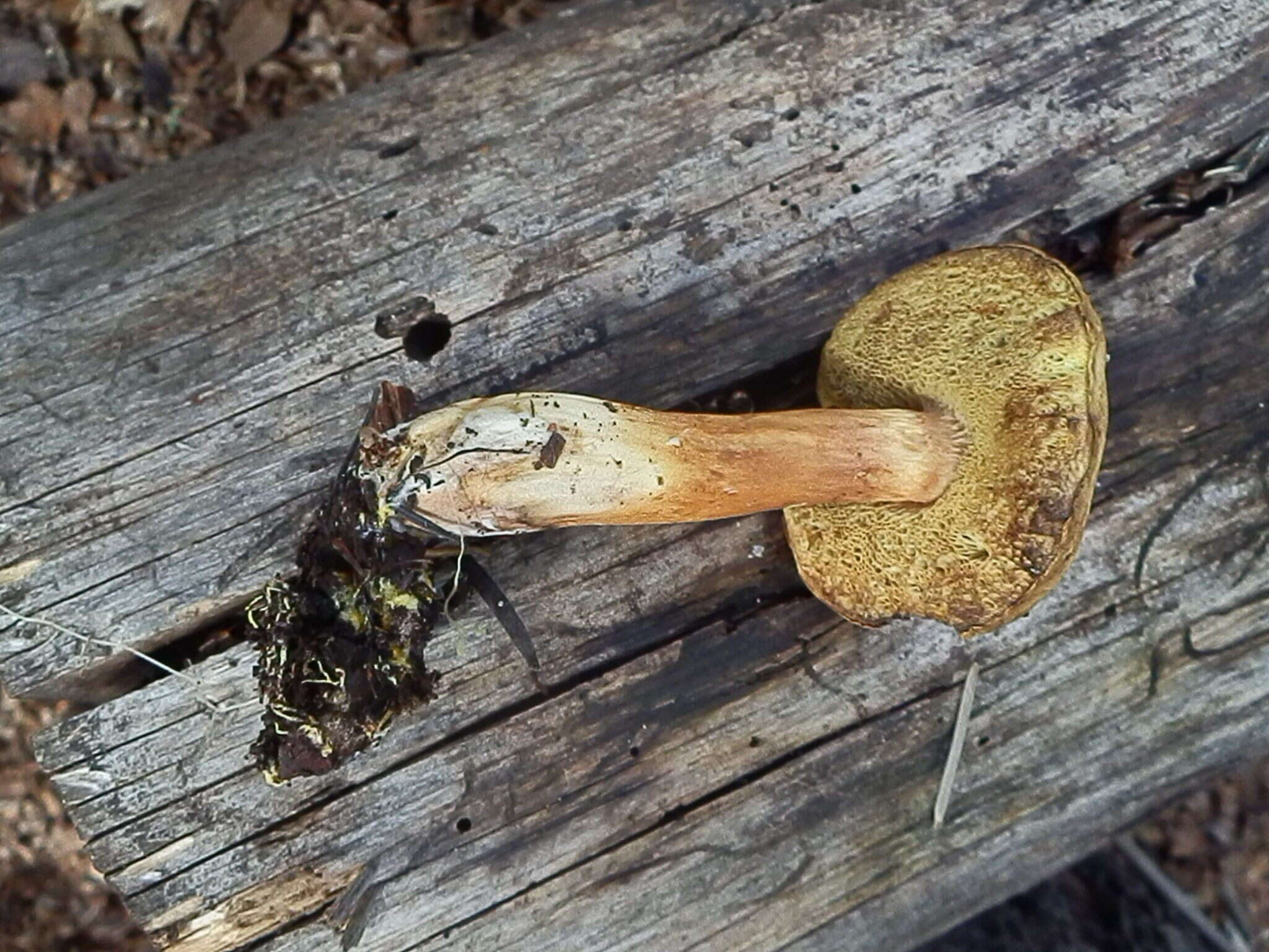 Image de Boletus ferrugineus Schaeff. 1774