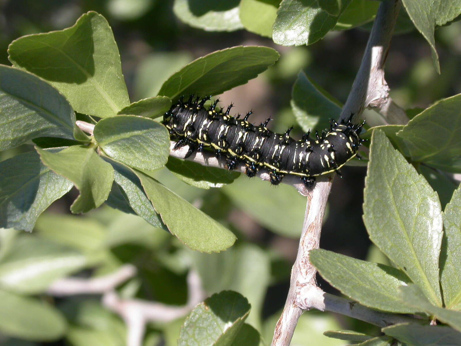 Image of Usta wallengrenii (Felder, C., Felder & R. 1859)