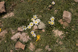 Image of Calandrinia affinis Gill. ex Arn.