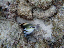 Image of Lagoon triggerfish