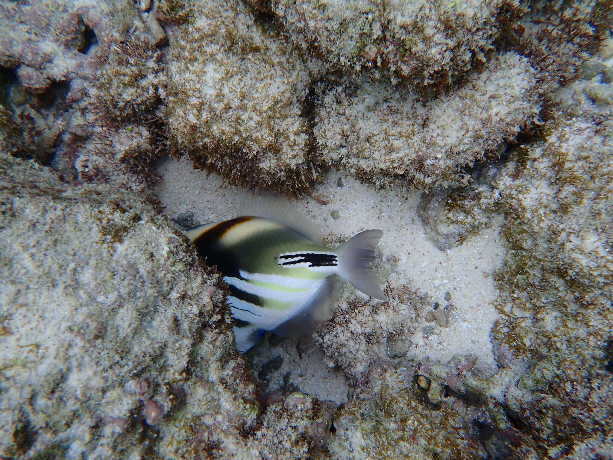 Image of Lagoon triggerfish