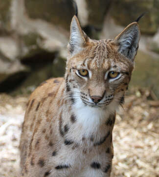 Imagem de Lynx lynx carpathicus