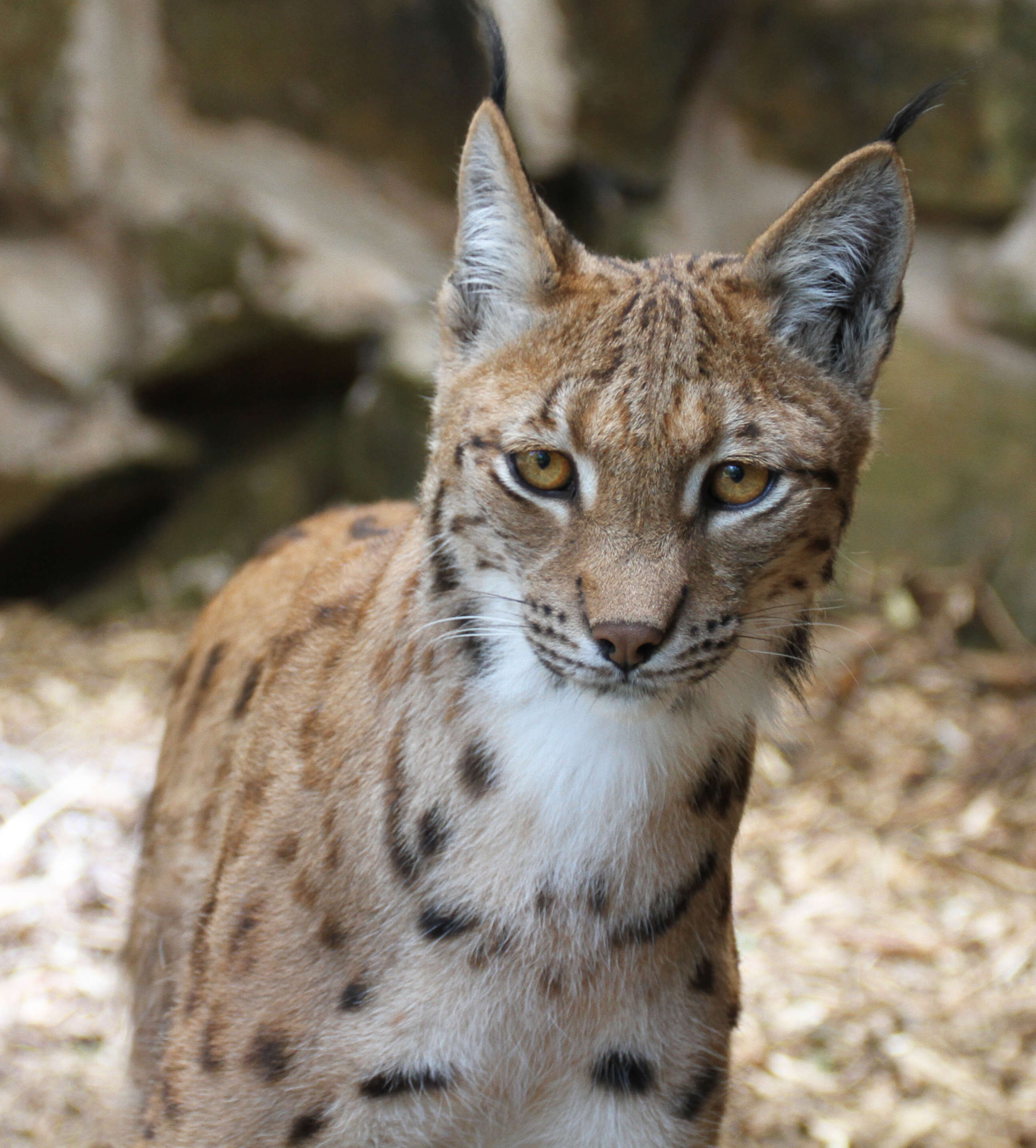 Lynx lynx carpathicus的圖片