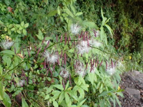 Image of Paraprenanthes melanantha (Franch.) Ze H. Wang