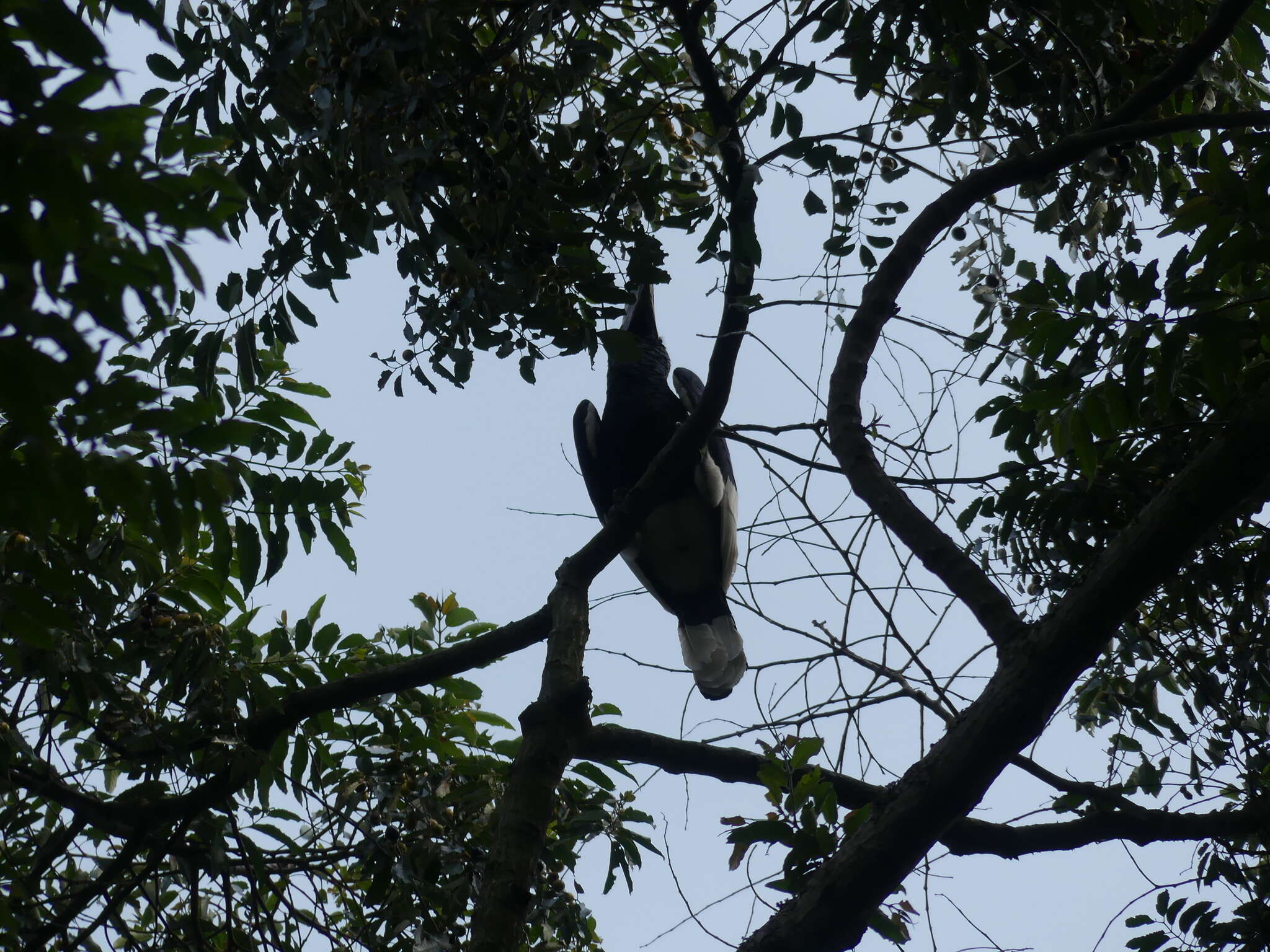 Image of Black-and-white Casqued Hornbill