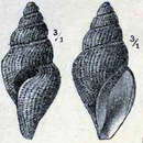 Image of Oenopota tenuicostata (Sars G. O. 1878)