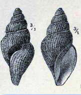 Image of Oenopota tenuicostata (Sars G. O. 1878)