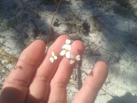 Image of Stylidium hispidum Lindley