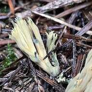 Image of Phaeoclavulina eumorpha (P. Karst.) Giachini 2011