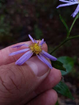 Image of Lindley's aster