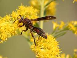 Image of Polistes metricus Say 1831