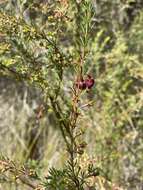 Image of sweet boronia