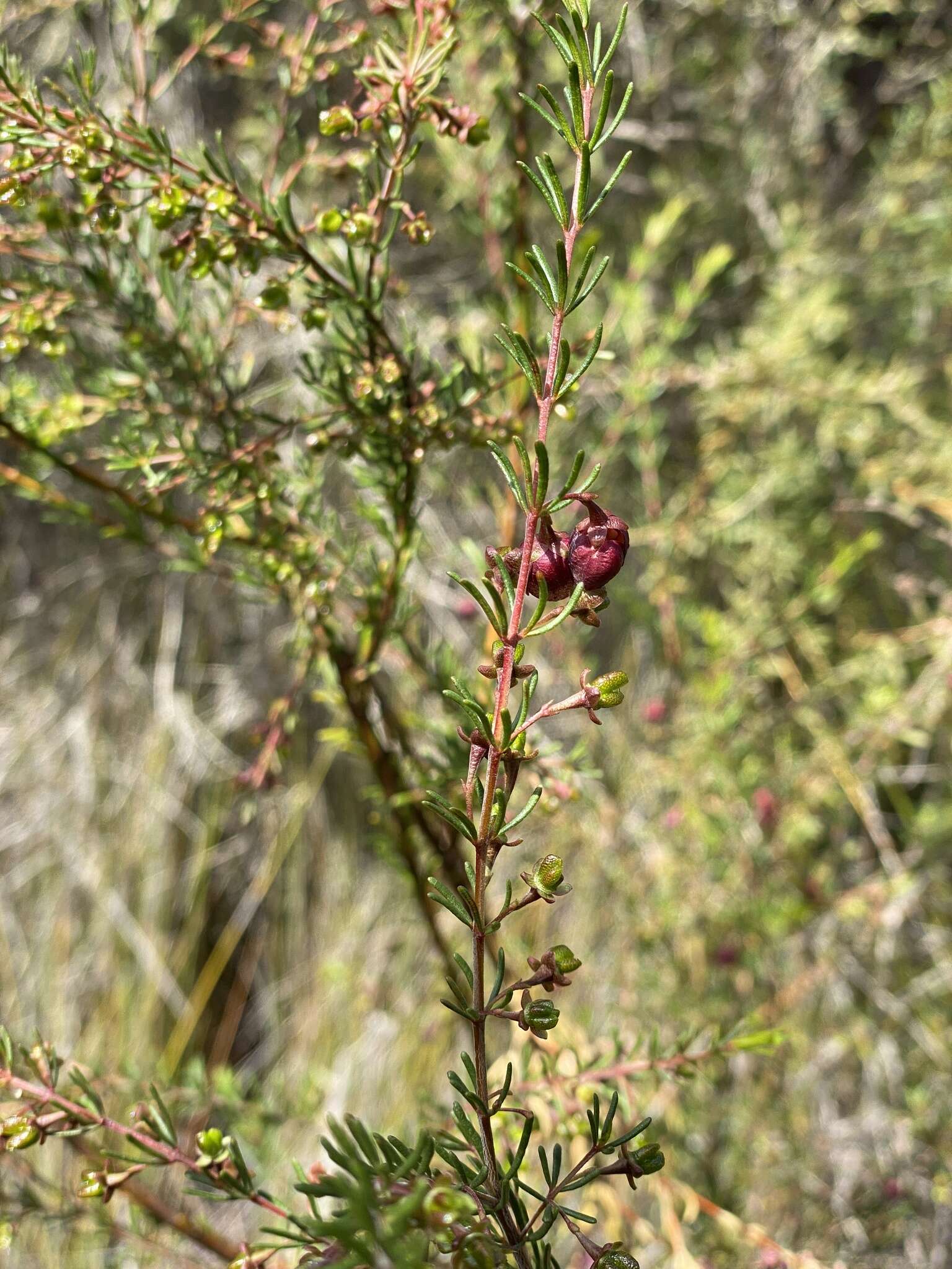 Image of sweet boronia