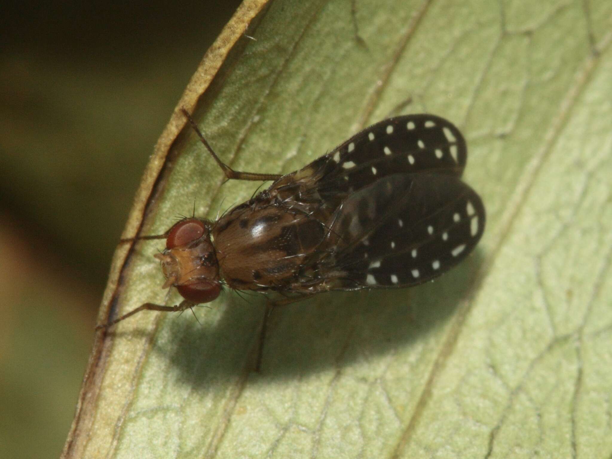 Image of Drosophila neogrimshawi Hardy & Kaneshiro 1968