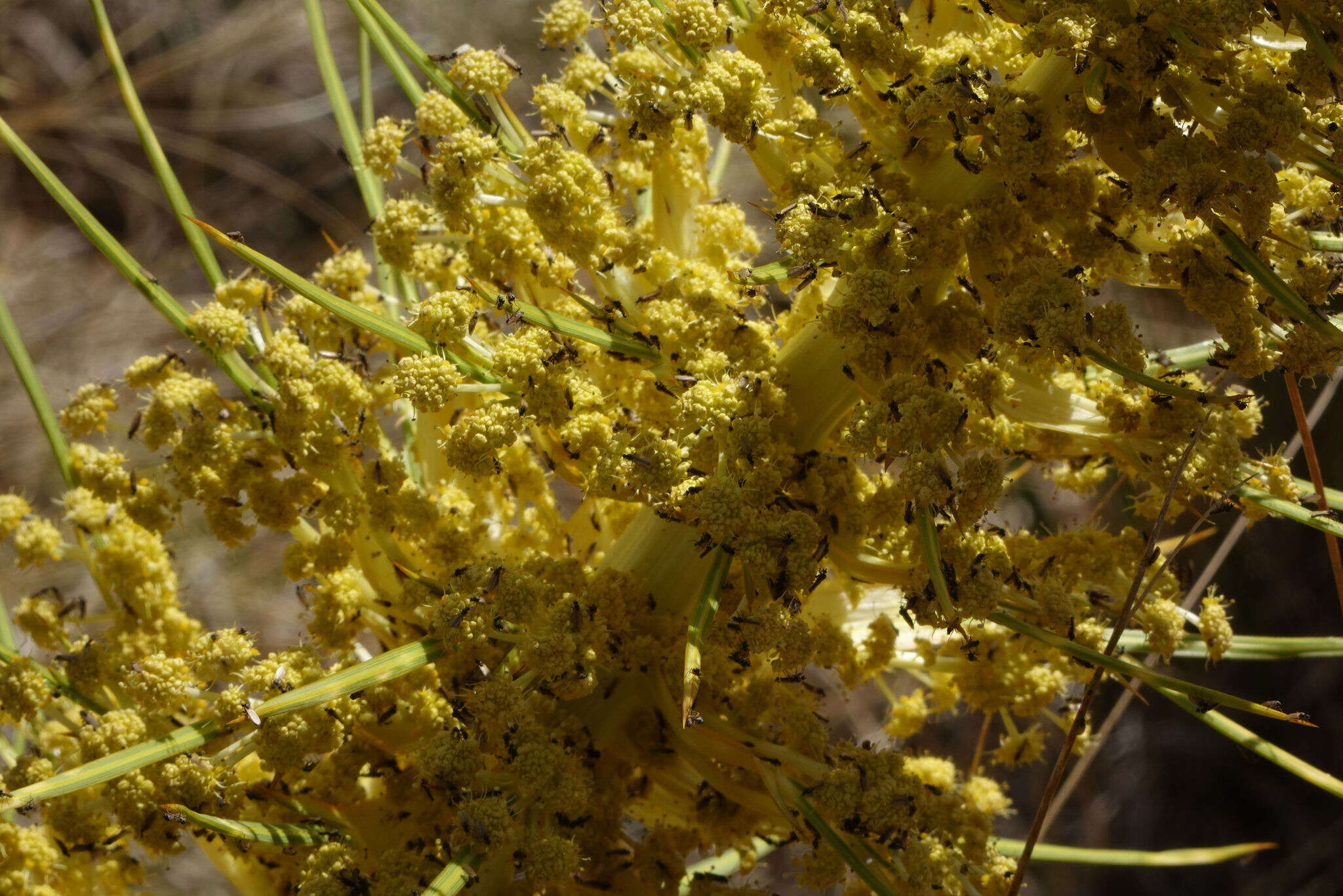 Image of Aciphylla scott-thomsonii Cockayne & Allan