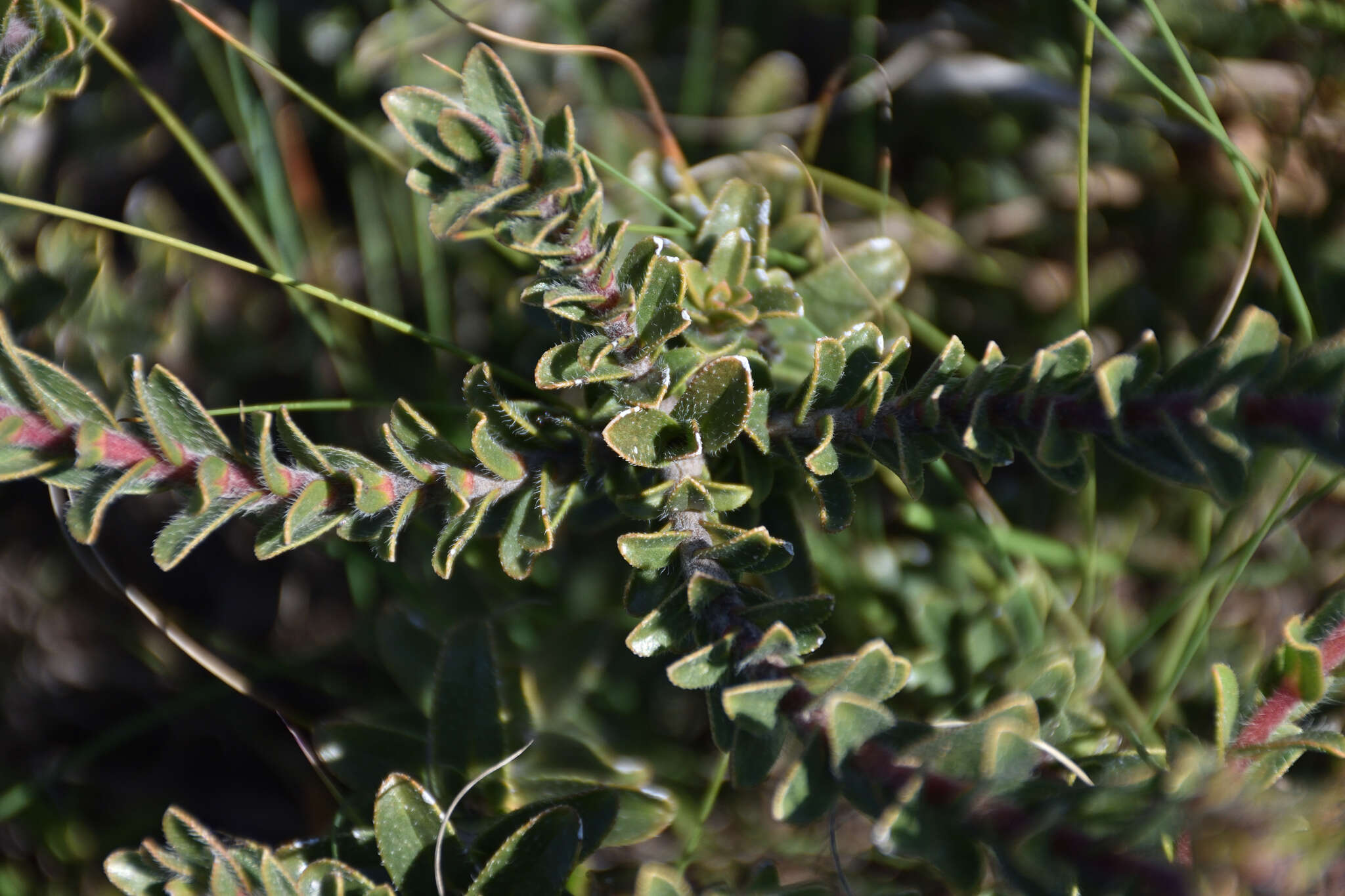 Image of Lobostemon trigonus (Thunb.) Buek