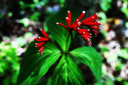 Imagem de Spigelia splendens H. Wendl. ex Hook.