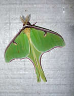 Image of Luna Moth