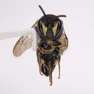 Image of Hylaeus confluens (Smith 1853)