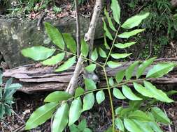 Image of Pararchidendron pruinosum (Benth.) I. C. Nielsen