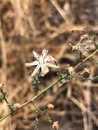 Sivun Stephanomeria exigua subsp. deanei (J. F. Macbr.) Gottlieb kuva