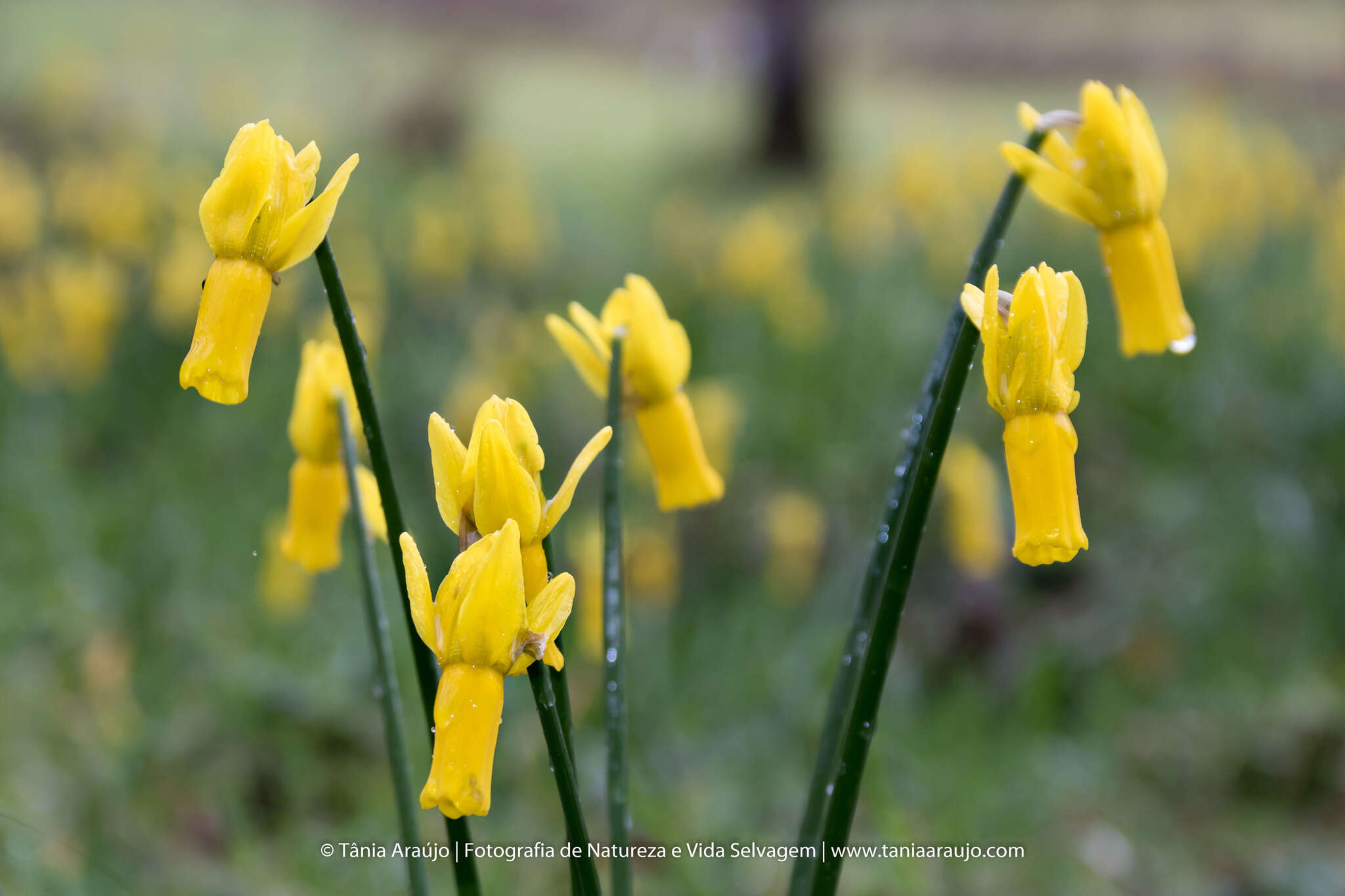 Image of Narcissus cyclamineus DC.