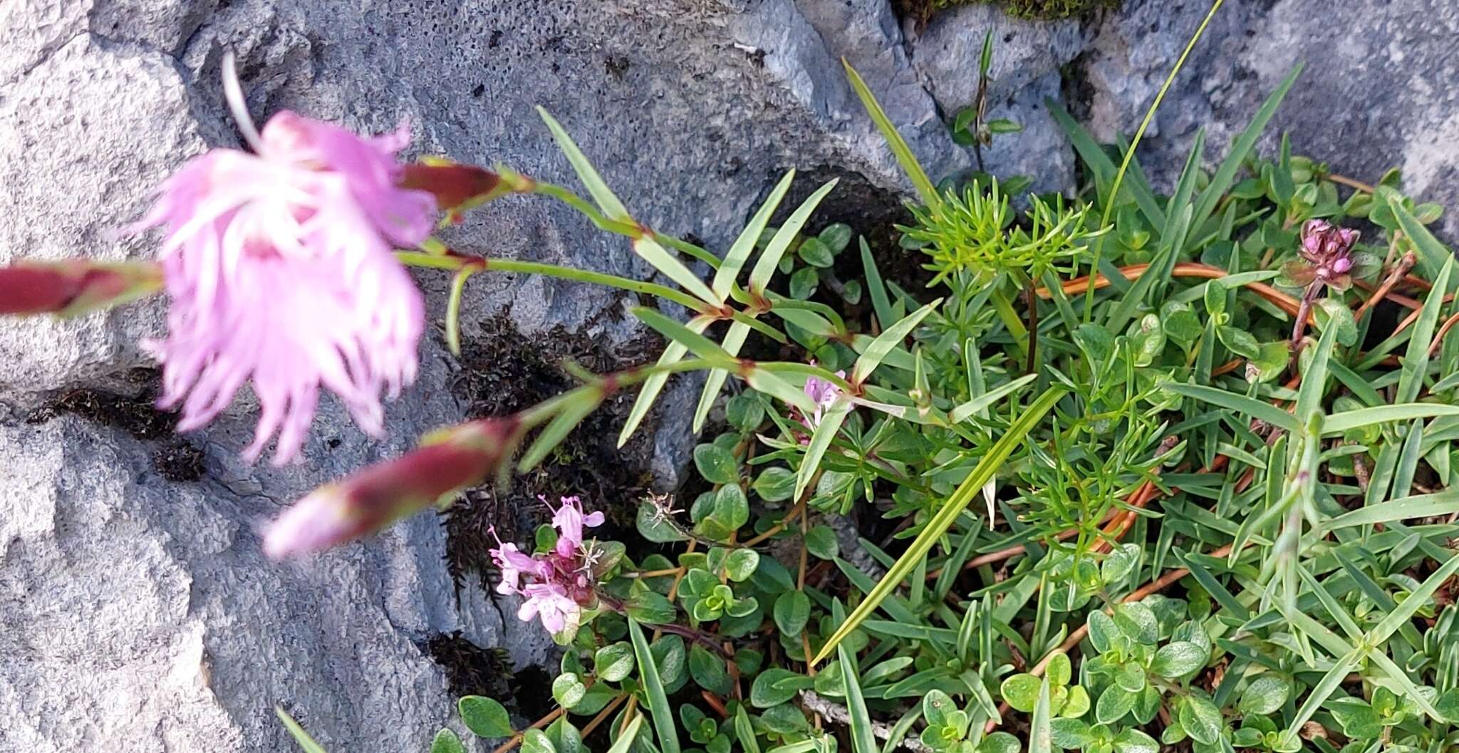 Sivun Dianthus sternbergii Sibth. kuva