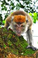 Image of Long-tailed Macaque