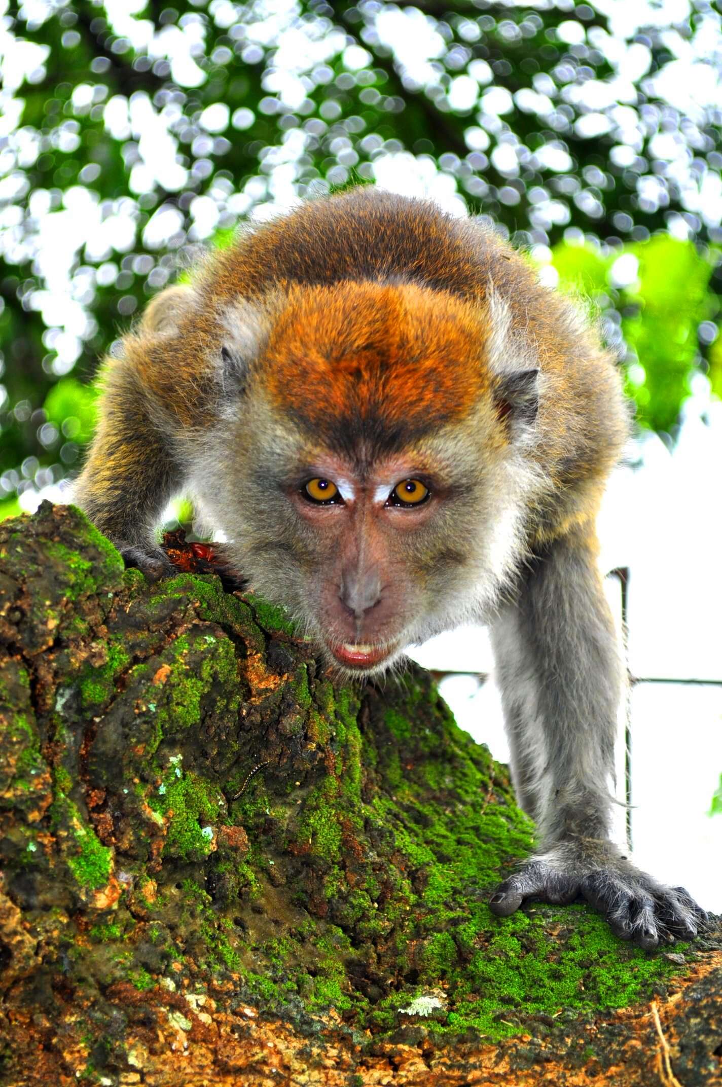 Image of Long-tailed Macaque